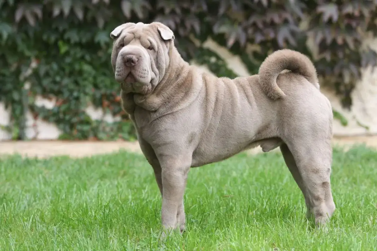 Uroczy shar pei długowłosy z charakterystycznymi zmarszczkami na pysku stoi na zielonej trawie.