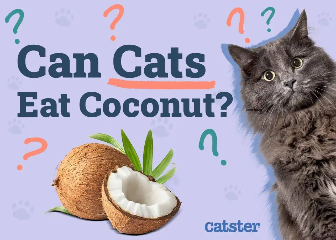 A fluffy gray cat looks curiously at a whole and halved coconut, with the question 