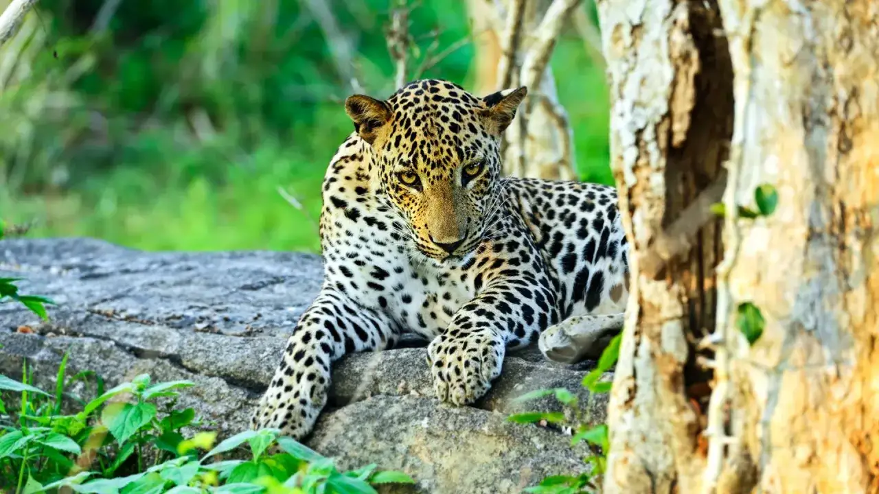 Ein Leopard ruht auf einem Felsen im Yala Nationalpark, sein geflecktes Fell hebt sich vom grünen Dschungel ab.