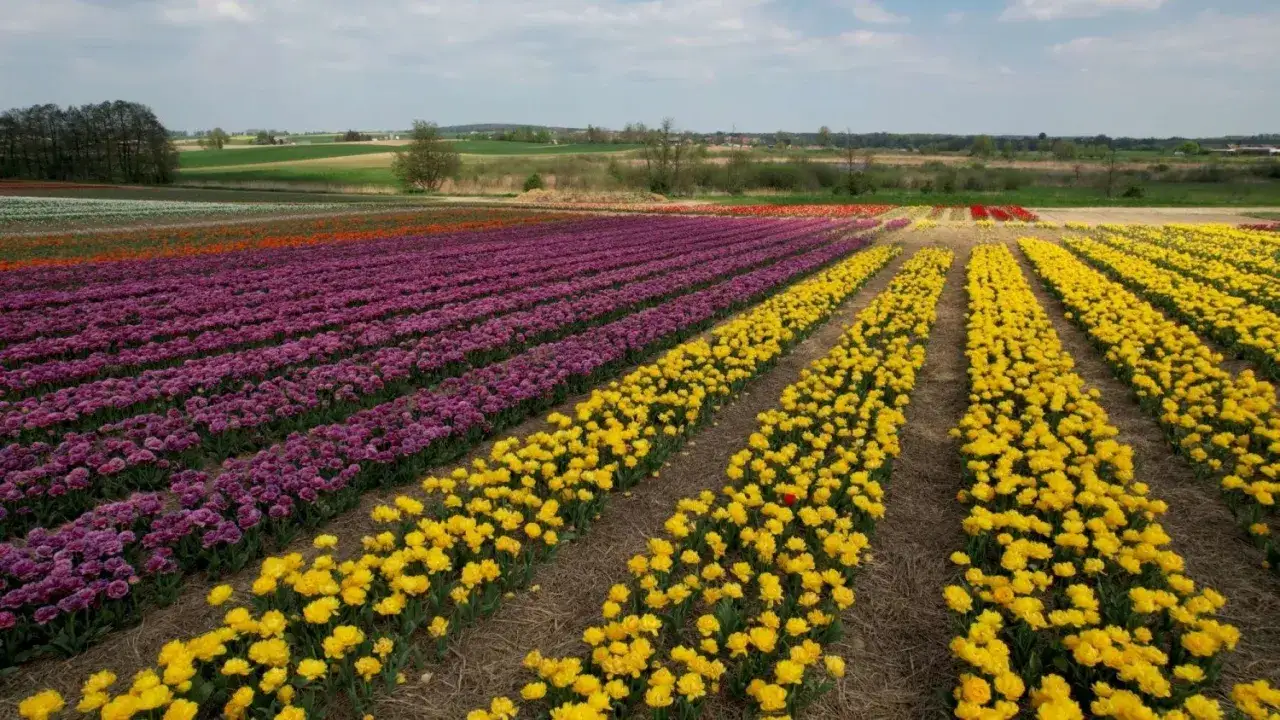 Wielobarwne pola tulipanów, kiedy jest sezon na tulipany. Fioletowe i żółte rzędy kwiatów rozciągają się aż po horyzont.