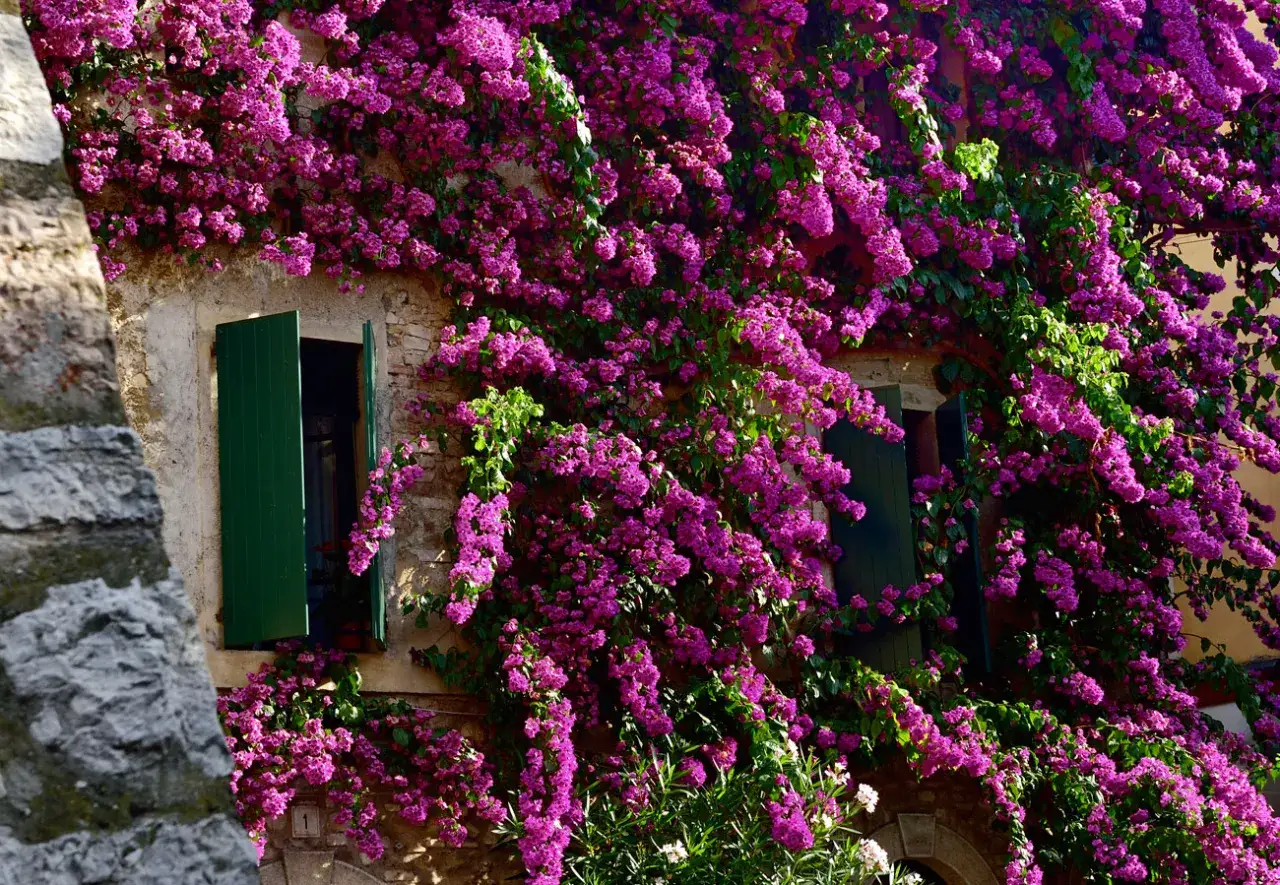 Fioritura rigogliosa di piante rampicanti da balcone pieno sole, che avvolgono un muro di pietra con cascate di fiori viola.