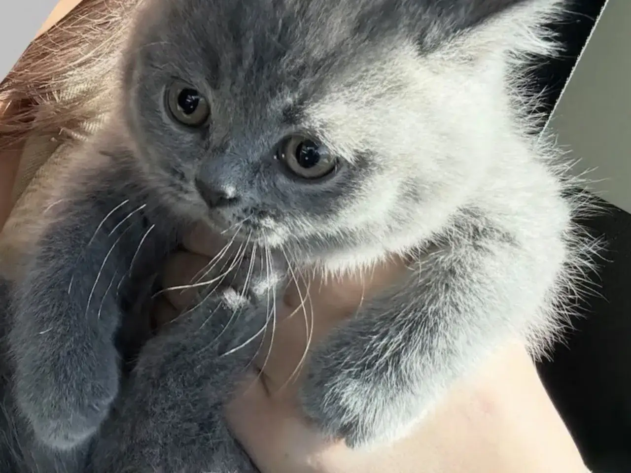 En söt, grå brittisk kattunge med stora ögon tittar nyfiket.