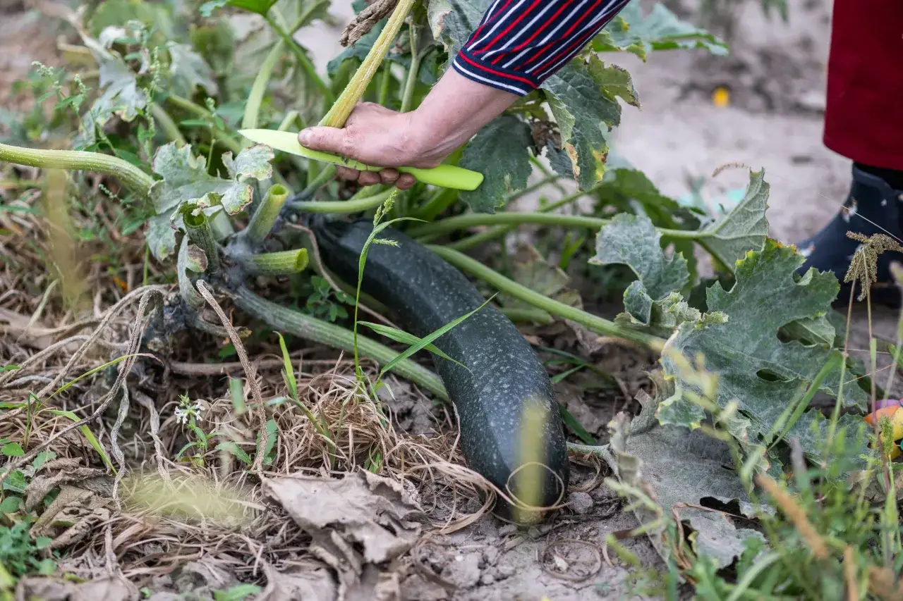 Hand erntet eine große, dunkle Zucchini mit einem Messer. Die Zucchini wächst an einer Pflanze im Garten.