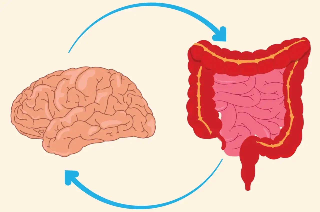 Illustration av hj&auml;rna och tarmar med pilar som visar koppling. Kan relateras till ibs symtom yrsel.