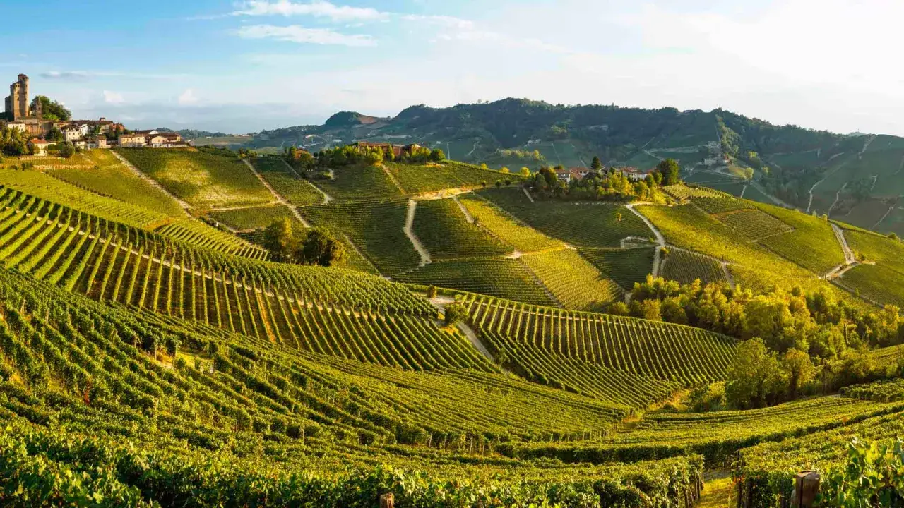 Colline del Piemonte ricoperte di vigneti rigogliosi, dove nascono i famosi vini piemontesi. Un paesaggio da sogno.