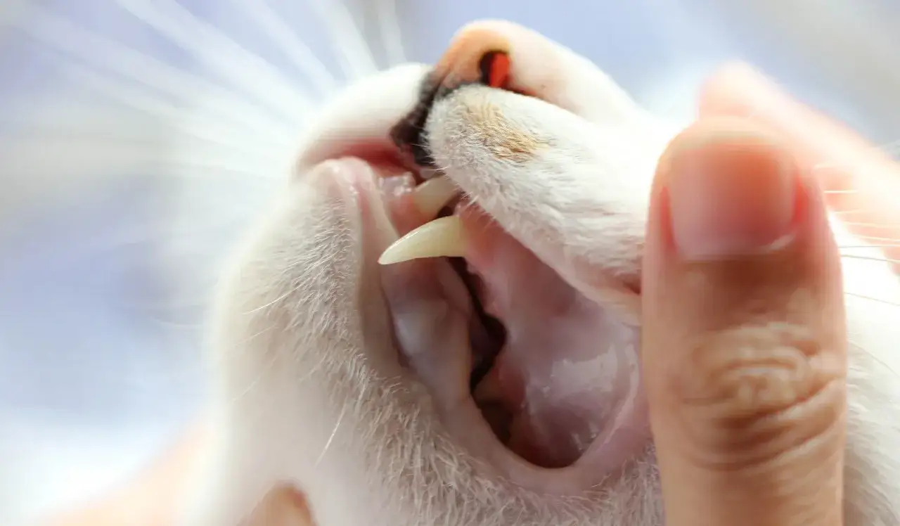 Dettaglio della bocca di un gatto bianco, con un dito che solleva il labbro per mostrare i denti e le gengive, forse per controllare una gengivite.