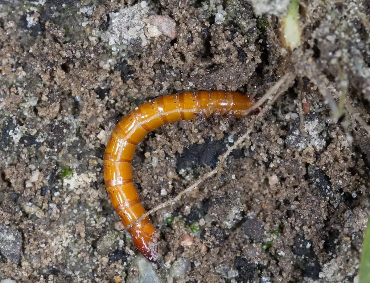 Pomarańczowy larwa drążąca w ziemi, być może szukająca pożywienia dla benevia.