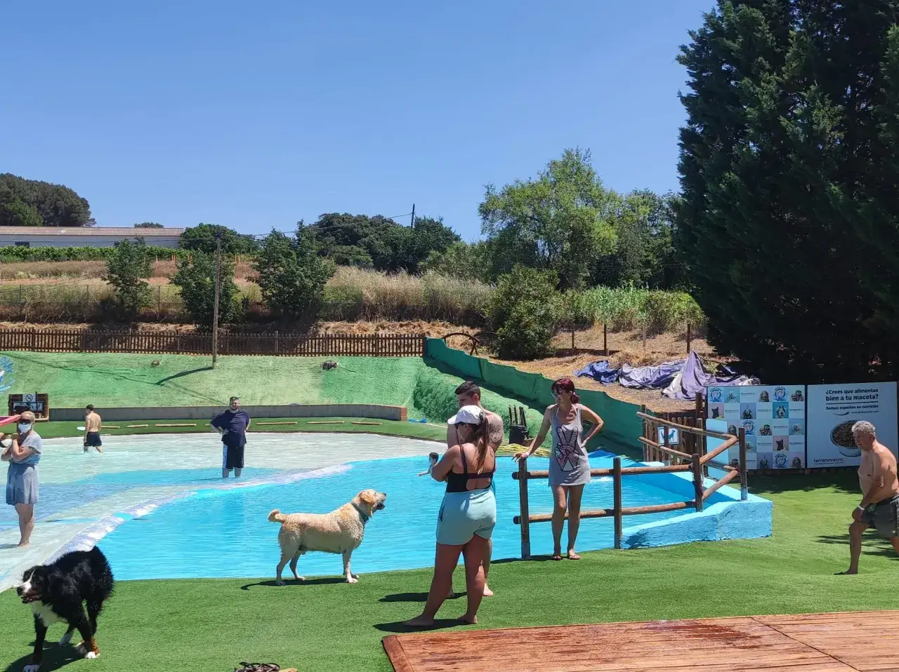 Perros disfrutan en un aquapark canino. Perros al agua, jugando y refresc&aacute;ndose bajo el sol.