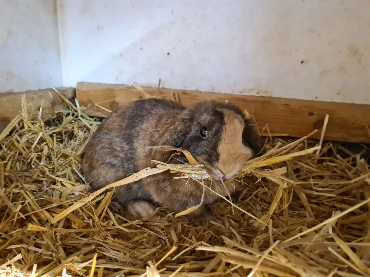 Ein geflecktes Kaninchen sitzt in seinem gem&uuml;tlichen Stroh-Kaninchennest und knabbert an einem Halm.