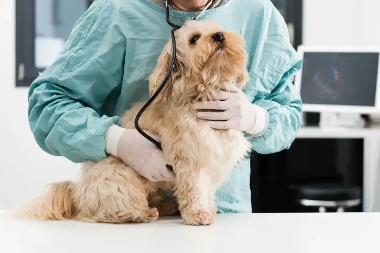 Vétérinaire examinant un chien qui ne mange pas, possiblement à cause d'une pancréatite. Le chien est tenu par le vétérinaire qui utilise un stéthoscope.