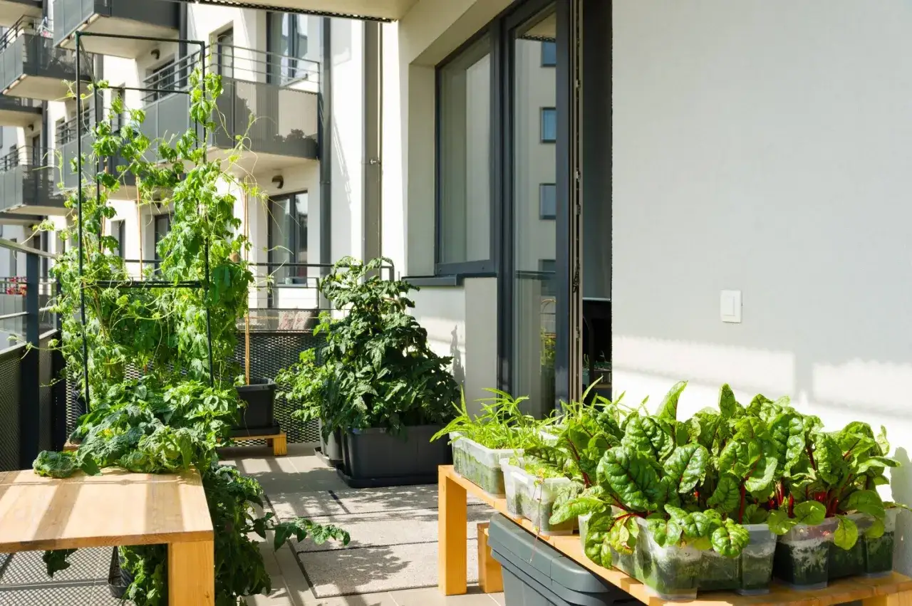Balkon pełen życia: bujne warzywa na balkonie, w tym pnącza, pomidory i buraki liściowe, tworzą zieloną oazę.