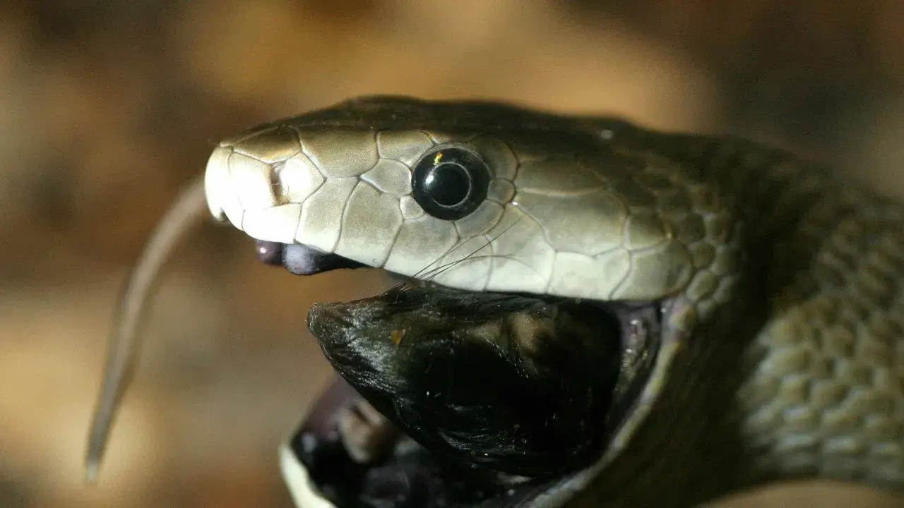 La mamba negra, con su velocidad legendaria, captura su presa.