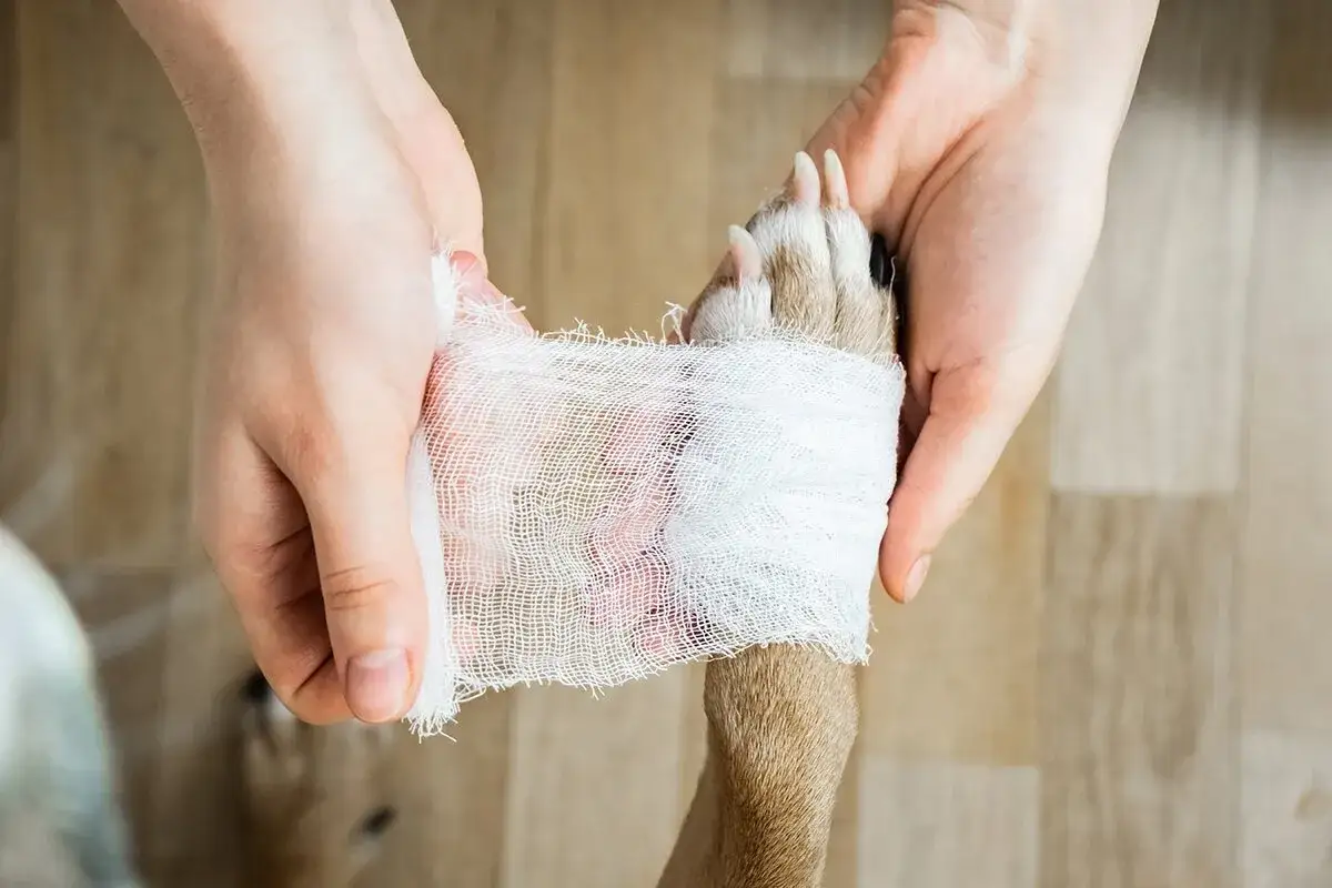 Händer bandagerar en hunds tass. En omtänksam gest för att läka ett tassbandage hund.