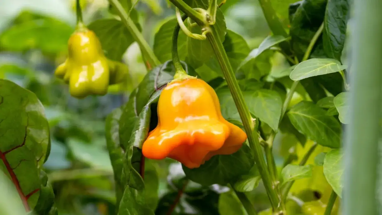 Poivrons orange et jaunes en forme de cloche sur une tige. On se demande combien donne un pied de poivron pour une telle récolte !