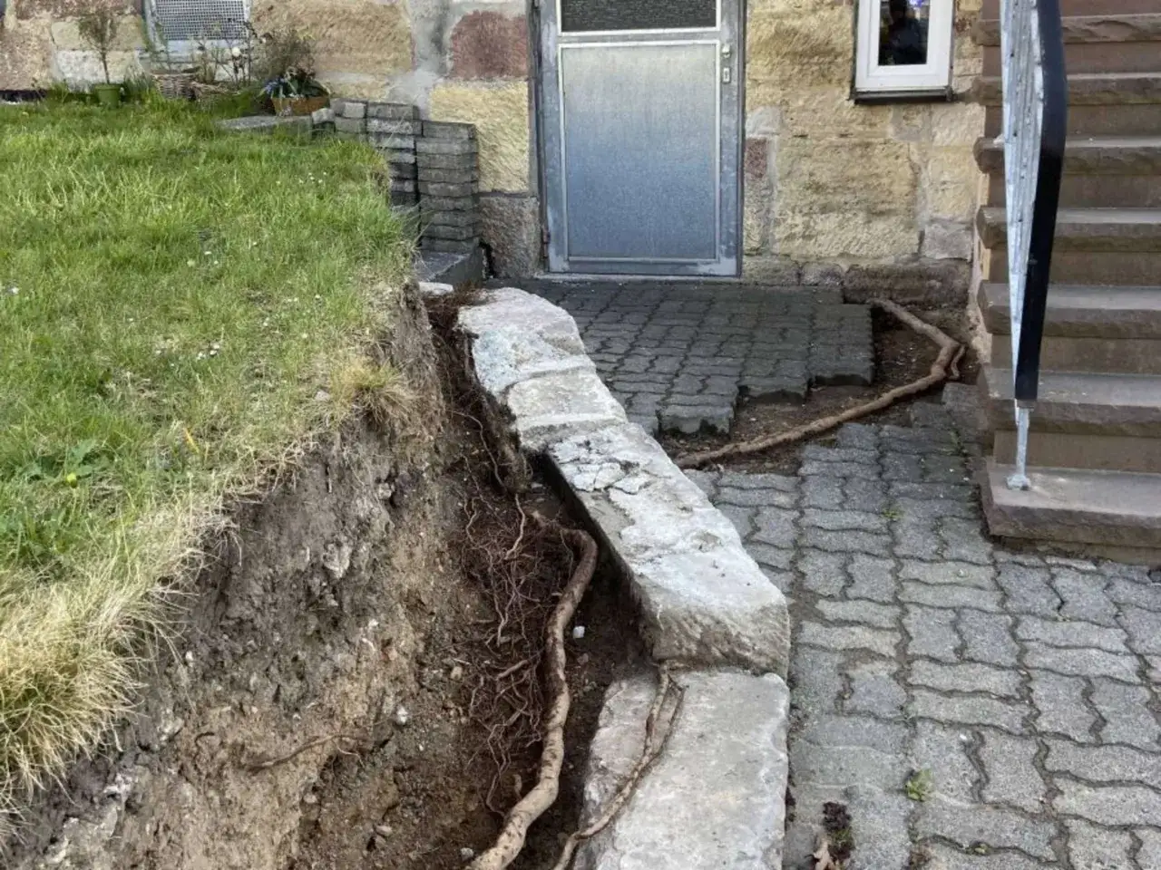 Wurzeln einer Dachplatane durchbrechen Steinmauer und Pflastersteine. Ein deutliches Zeichen für die Nachteile einer Dachplatane im Garten.