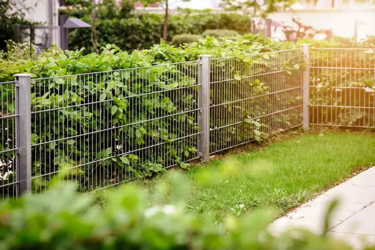 Zasłonięty siatką płot z zielonymi liśćmi, idealny pomysł, czym zasłonić płot z siatki, tworząc naturalną barierę.