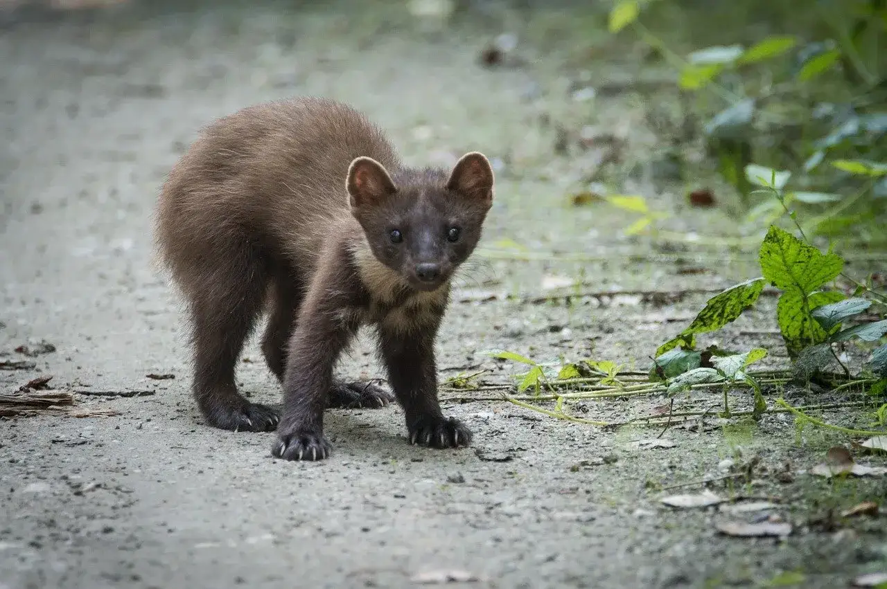 Młoda łasica, potencjalny naturalny wróg kuny, z zaciekawieniem spogląda w obiektyw na leśnej ścieżce.