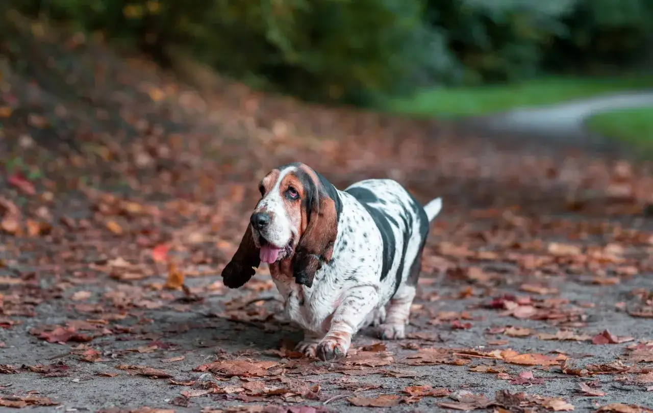 Basset hound, pies kt&oacute;ry nie szczeka, spaceruje po jesiennej ścieżce wśr&oacute;d opadłych liści.