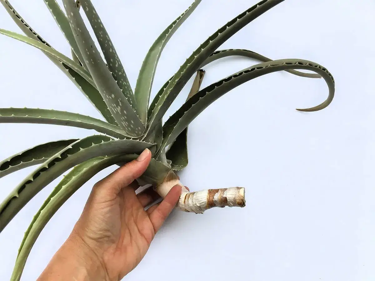 Hand h&auml;lt Aloe Vera Ableger mit Wurzelansatz.