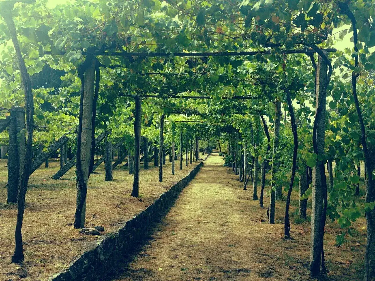 Un sendero bajo parras frondosas, ideal para pasear y descubrir qué ver en Cambados.