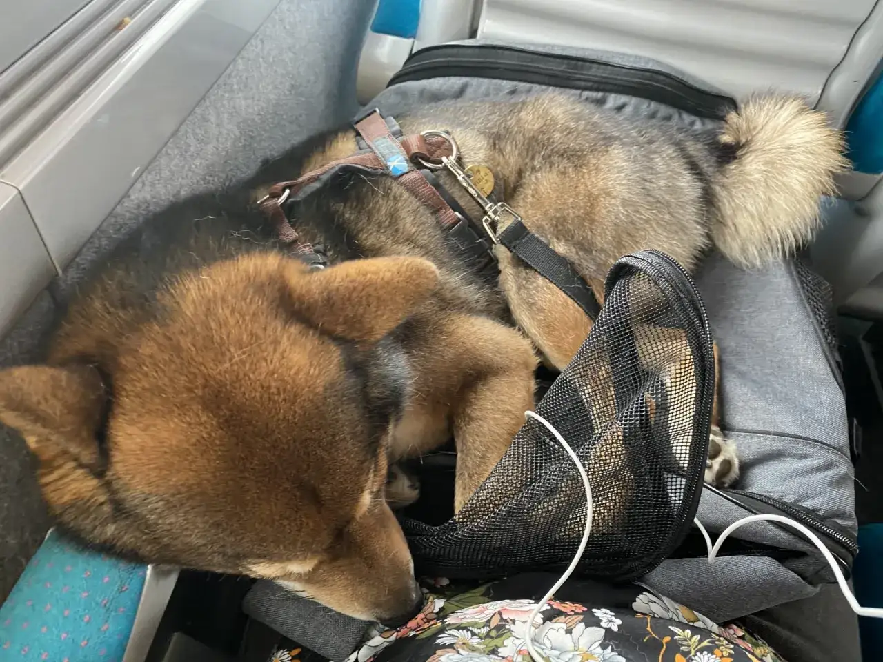Un chien endormi dans un sac de transport, prêt pour un voyage. Oui, on peut prendre le train avec un chien !