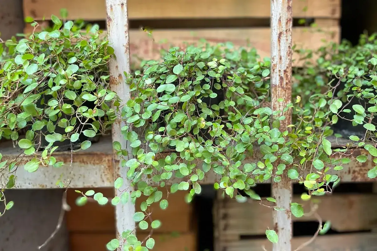 Muehlenbeckia in vaso, con le sue foglie tonde e verdi, ricade rigogliosa da un ripiano arrugginito, creando un effetto cascata naturale.