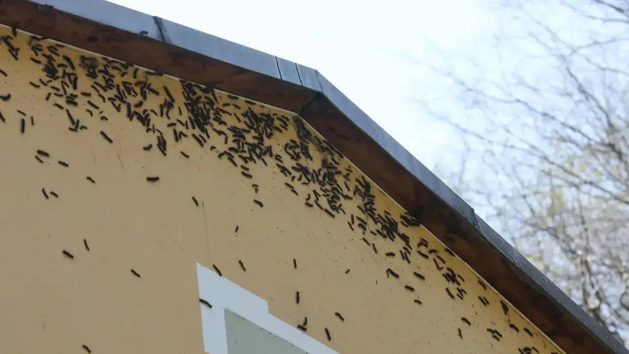 Eine Hauswand ist von unzähligen schwammspinner raupen bedeckt, die sich unter dem Dachvorsprung sammeln.
