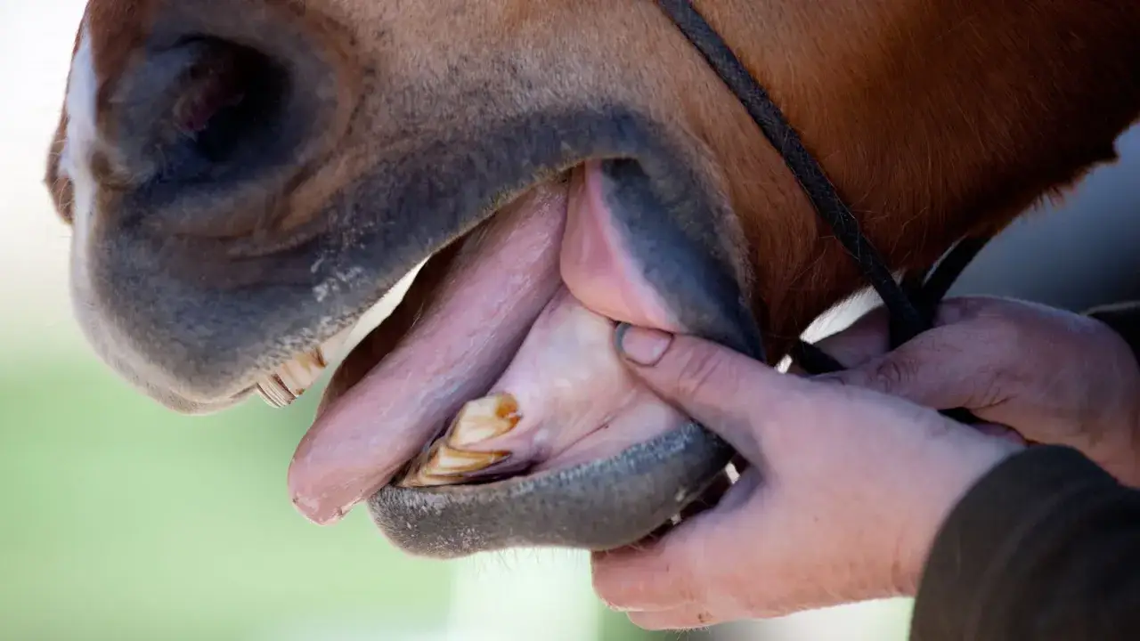 Examen de la dent de cheval, la bouche ouverte, révélant les molaires et incisives.
