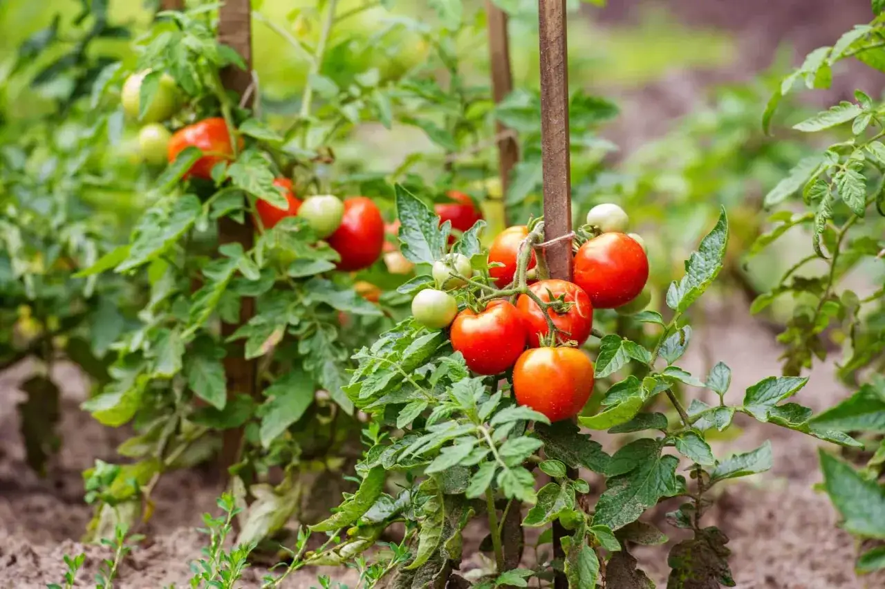 Des tomates rouges et vertes m&ucirc;rissent sur des plants soutenus par des piquets. Une belle illustration de comment planter des tomates pour une r&eacute;colte abondante.