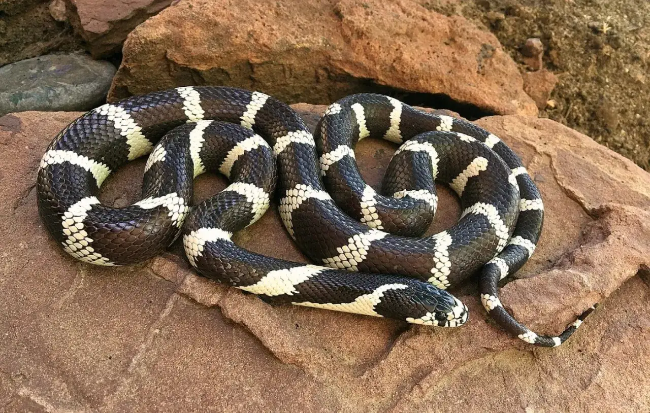 Serpiente rey mexicana con llamativas bandas blancas y negras, enroscada sobre rocas rojizas.