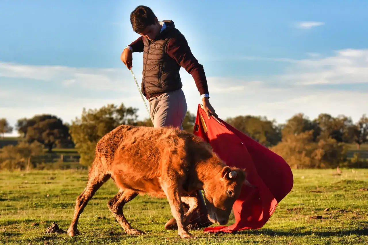 Un joven torero practica con un becerro en un prado, parte de la ganadería Domingo Hernández. El sol ilumina la escena.