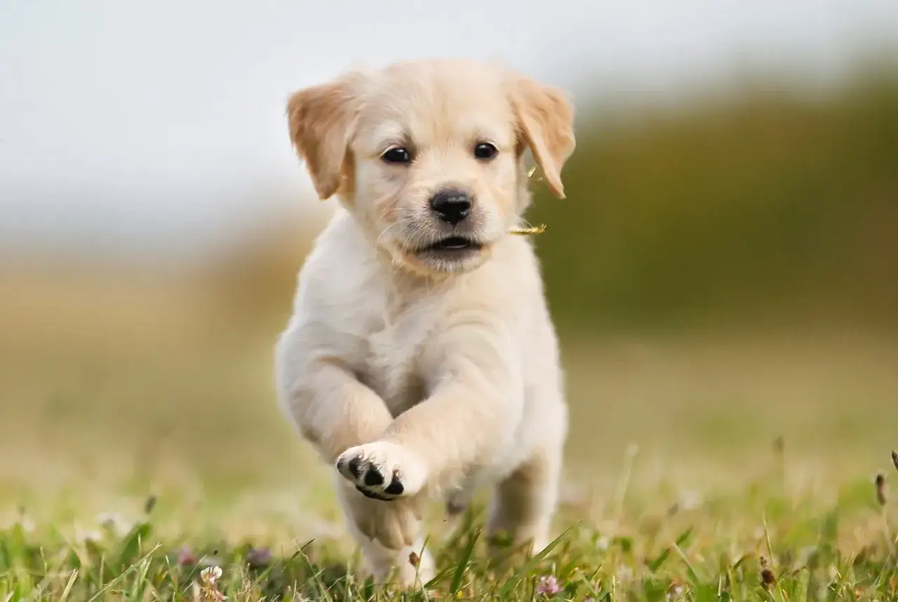 Uroczy szczeniak rasy golden retriever biegnie przez trawę, z radością w oczach.