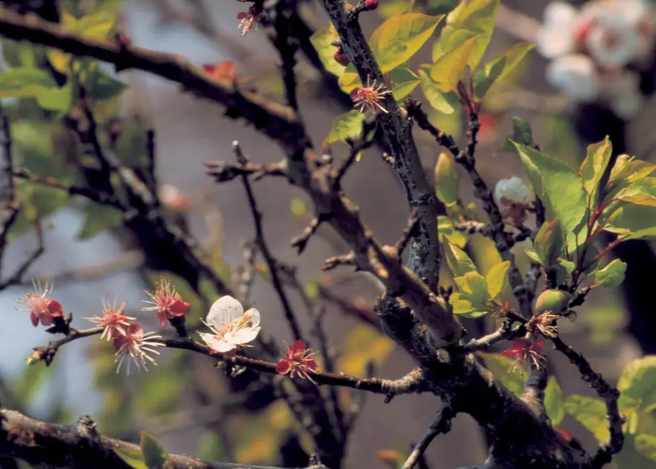 Rameaux d'abricotier en fleurs, certains présentent des signes de moniliose, avec des feuilles vertes et un petit fruit naissant.