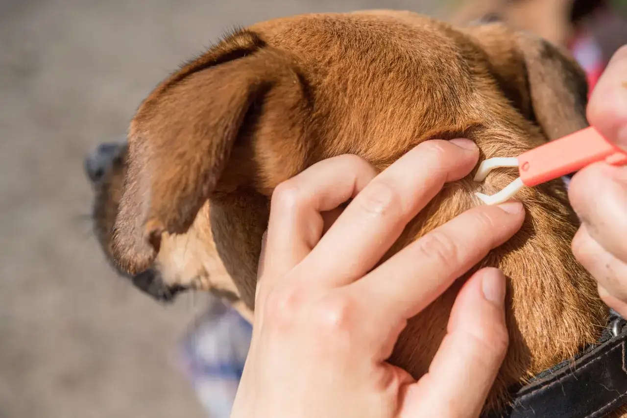 Persona usa un removedor para extraer una garrapata del pelaje de un perro.