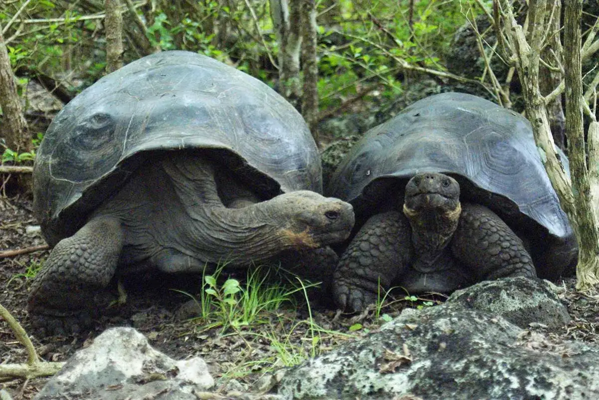 Dwie gigantyczne żółwie z Galapagos odpoczywają wśród drzew. Niezapomniana galapagos wycieczka.