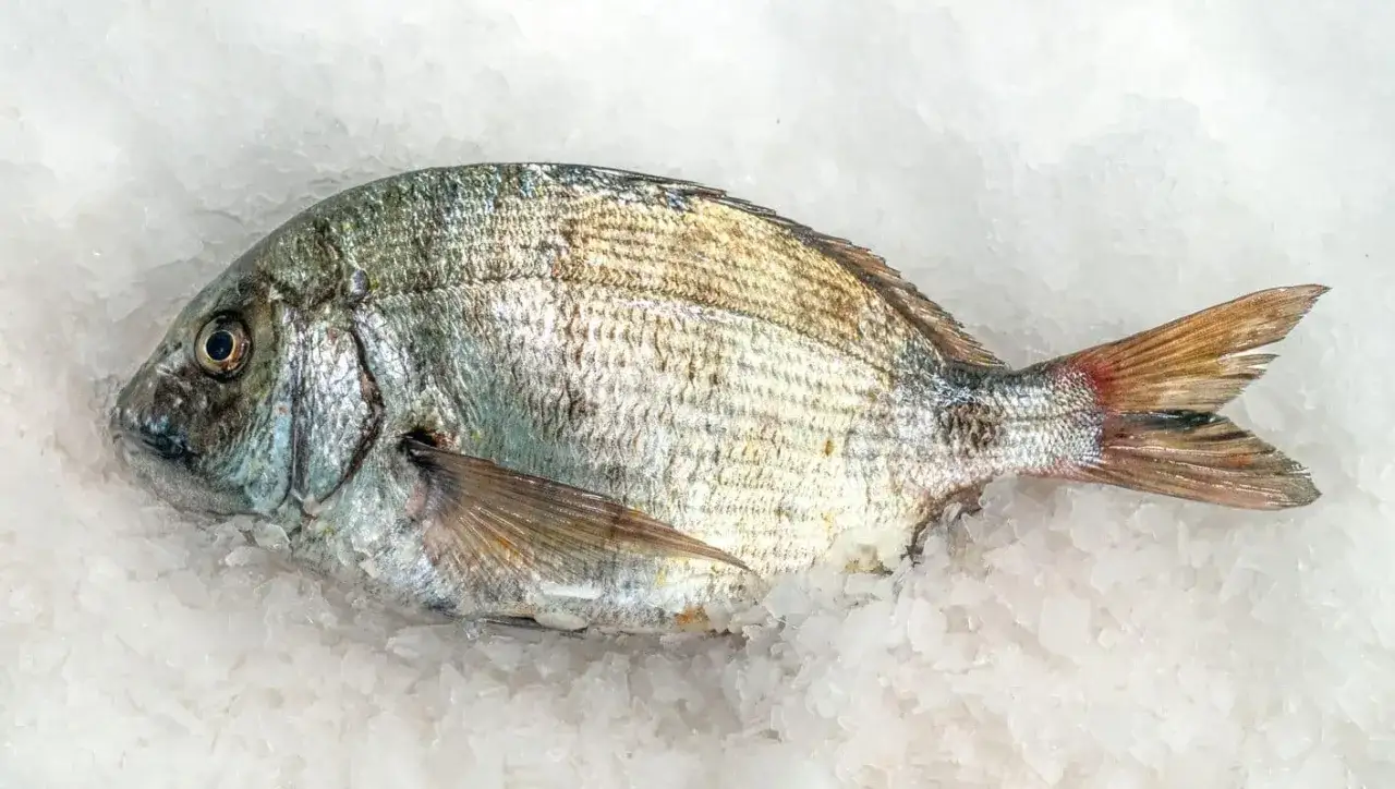 Un sargo pez plateado y escamoso descansa sobre un lecho de hielo triturado, listo para ser preparado.