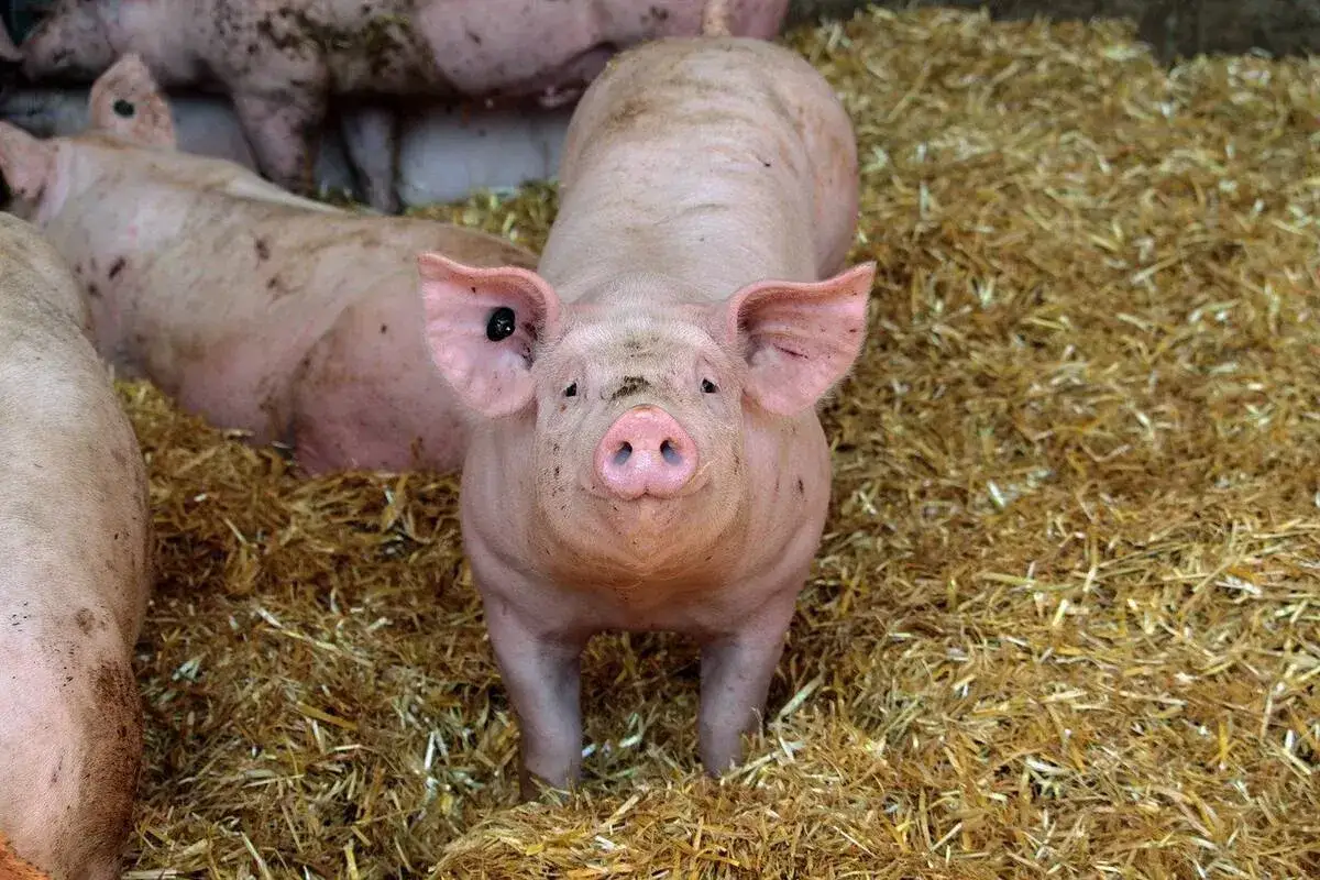 Świnie na słomie. Hodowcy martwią się o ceny świń, gdy te rosną.