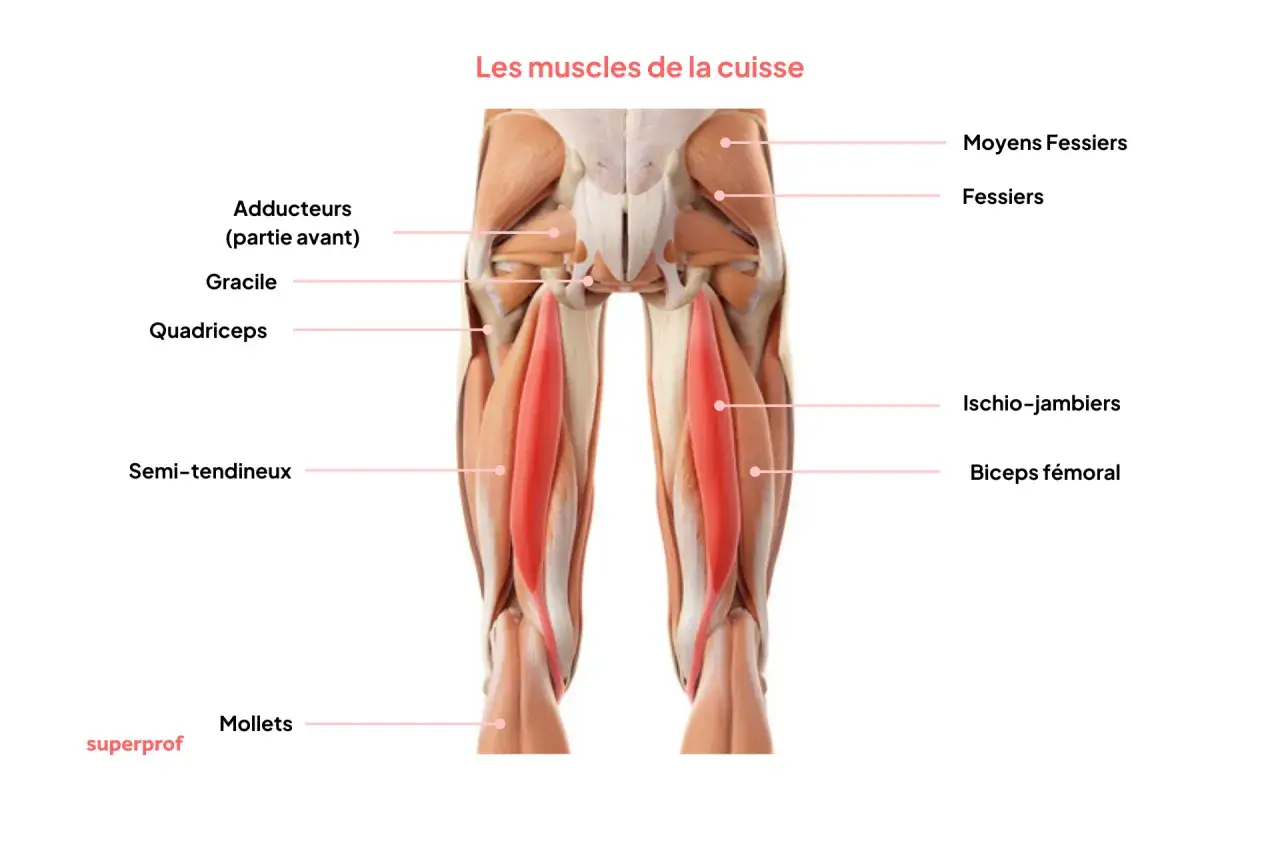 Anatomie des muscles de la cuisse, mettant en &eacute;vidence le quadriceps, les ischio-jambiers et les fessiers.