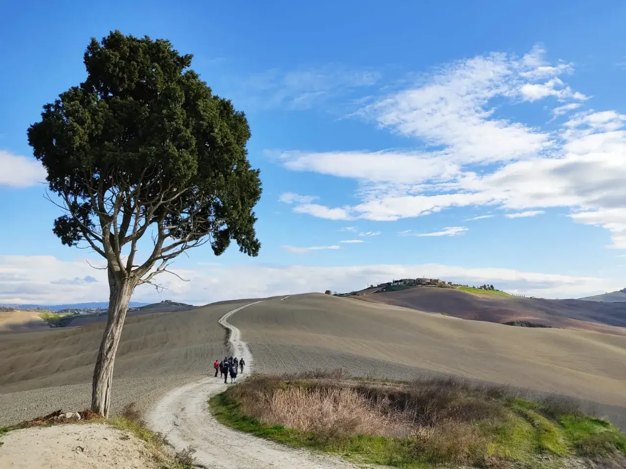 Un gruppo di escursionisti percorre la via Lauretana Toscana, un sentiero tra dolci colline e un cipresso solitario sotto un cielo azzurro.