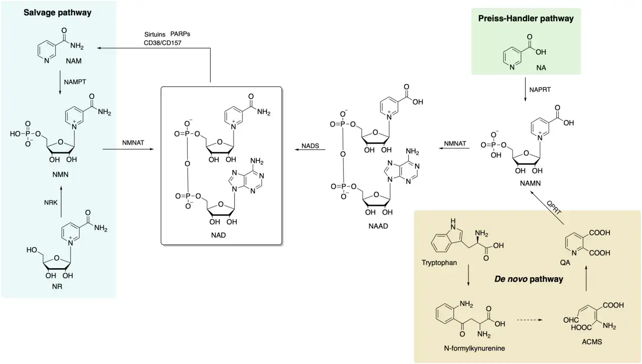 Schemat szlaków biosyntezy NAD+: Salvage, Preiss-Handler i De novo. NMN to kluczowy prekursor.