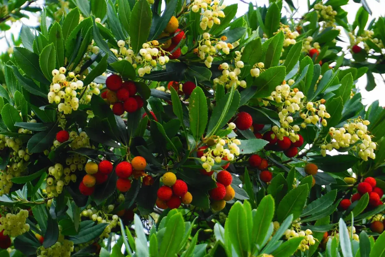 Arbousier en pleine floraison et fructification, ses fruits rouges et jaunes côtoient les grappes de fleurs blanches. Sa hauteur impressionnante le rend visible de loin.