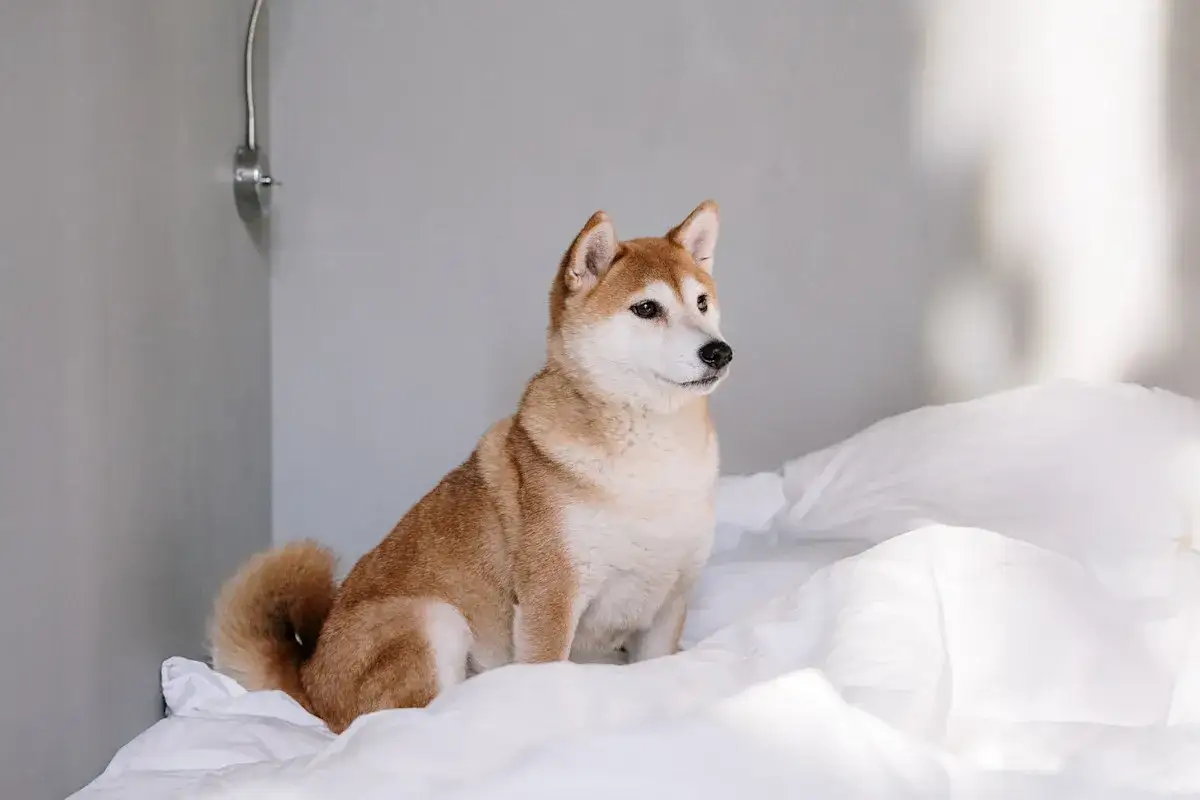 En söt shiba sitter på en vit, skrynklig säng. Kanske är det en