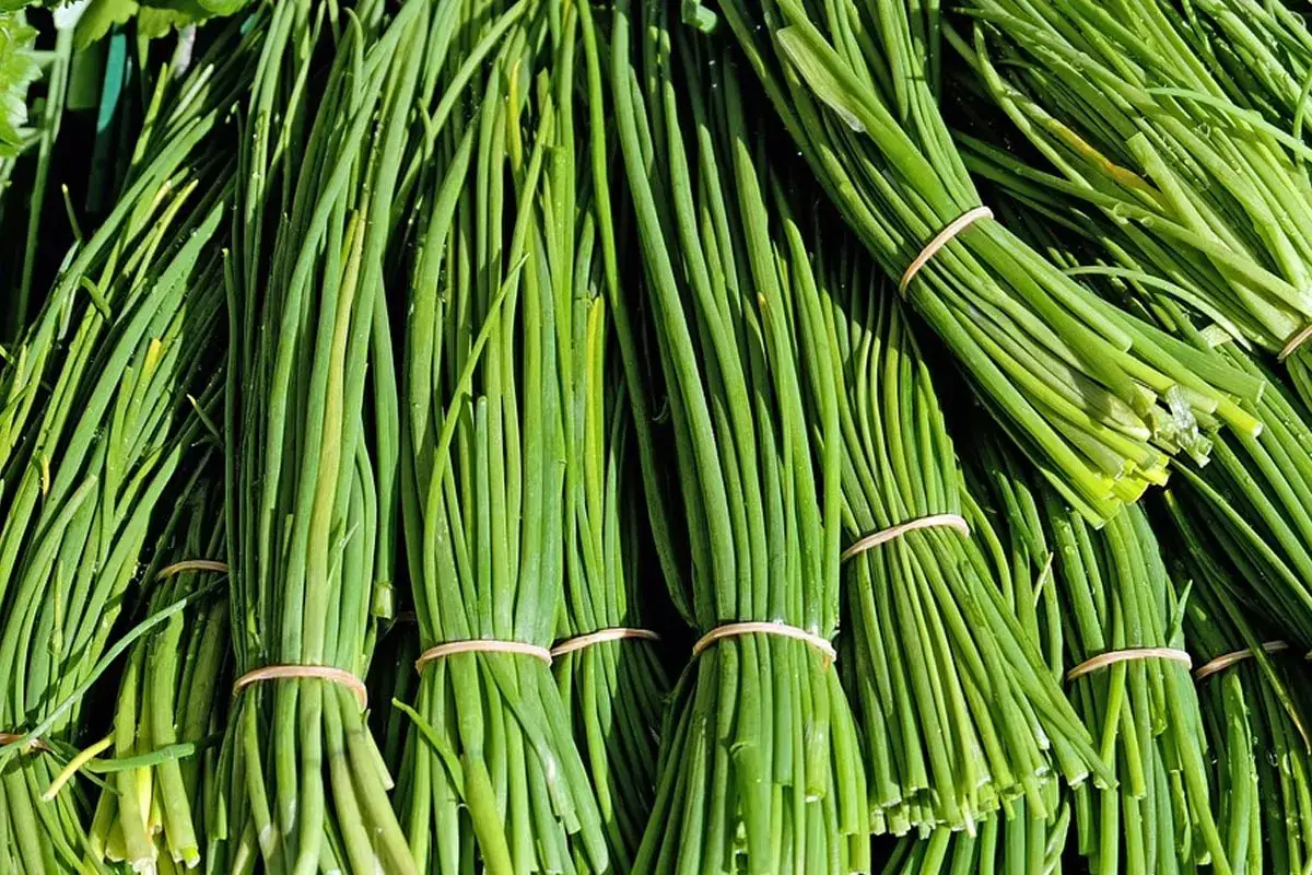 Gros bouquets de semis ciboulette, fraîchement récoltés et liés par des élastiques. Une herbe aromatique prête à parfumer vos plats.