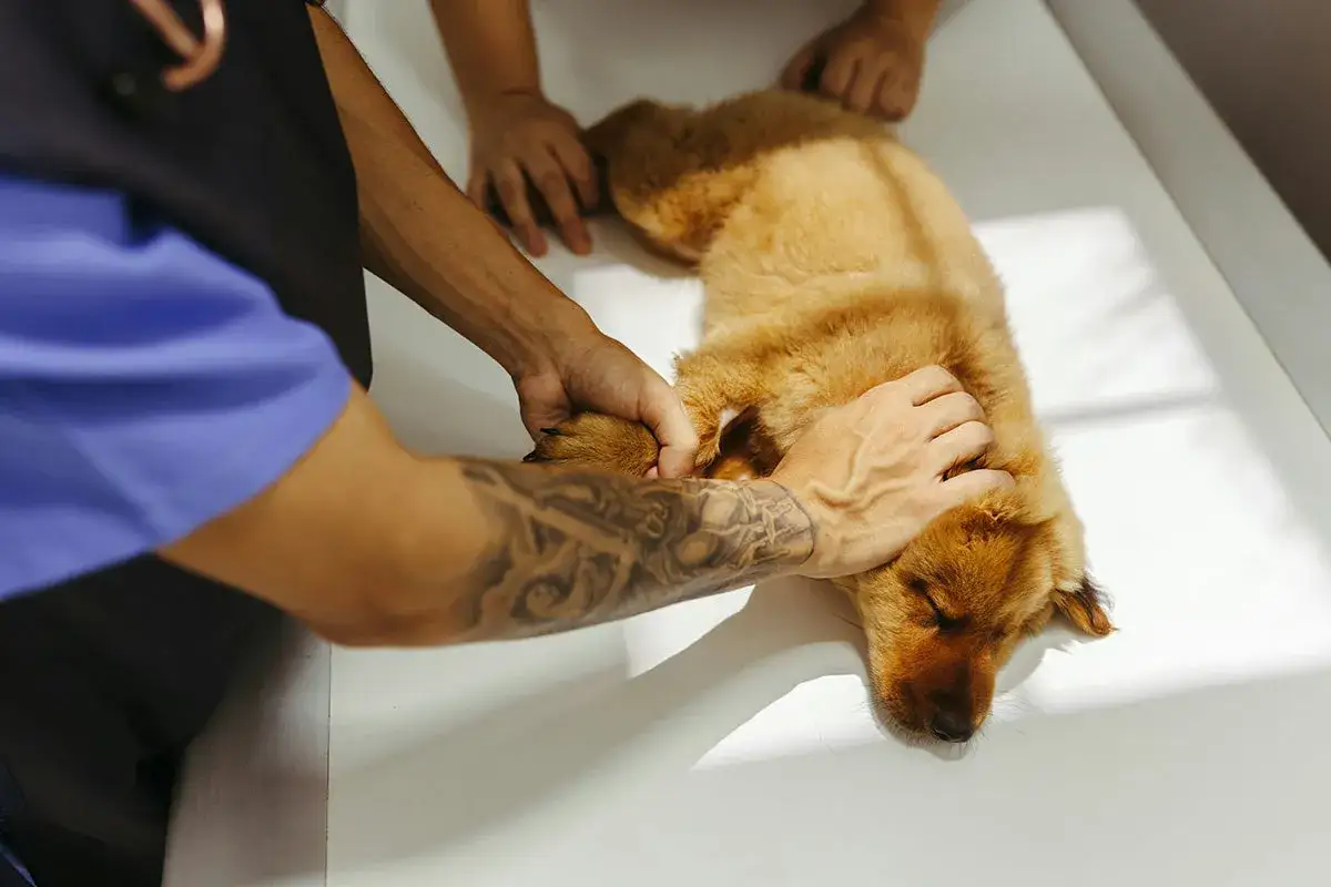 Tierarzt untersucht einen unruhigen Hund, der auf einer Liege liegt. Der Hund scharrt leicht mit den Pfoten.