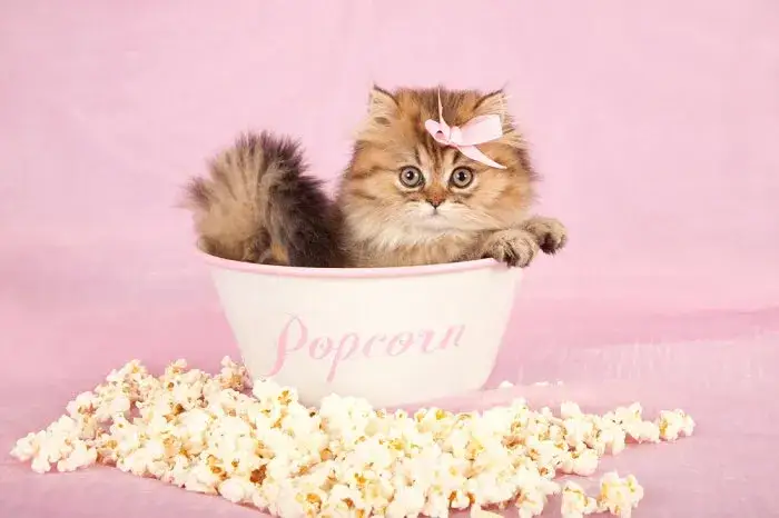 kot jedzący popcorn zagrożenia