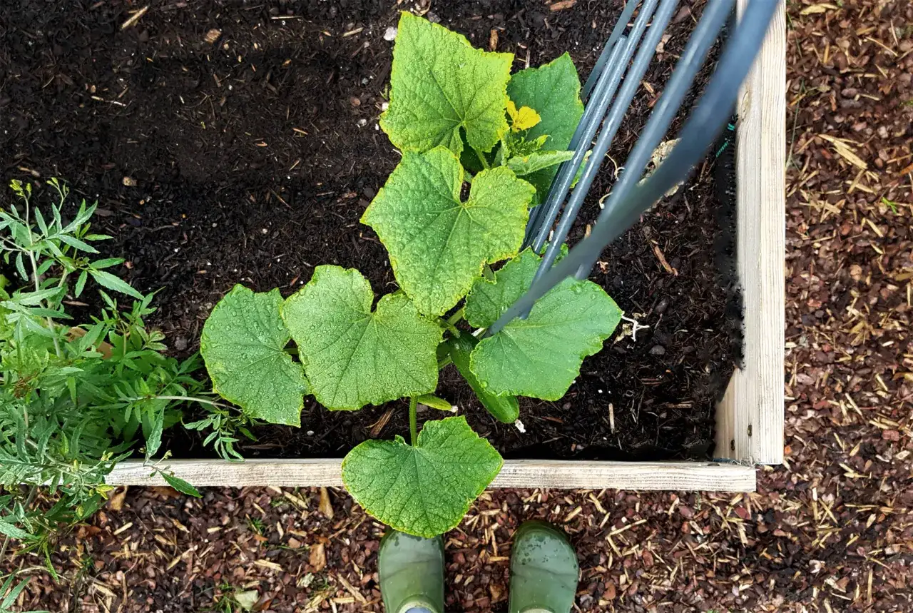 Junge Gurkenpflanze im Hochbeet, bereit für die Gurkenpflanze Pflege. Kleine gelbe Blüte und erste Früchte sind sichtbar.