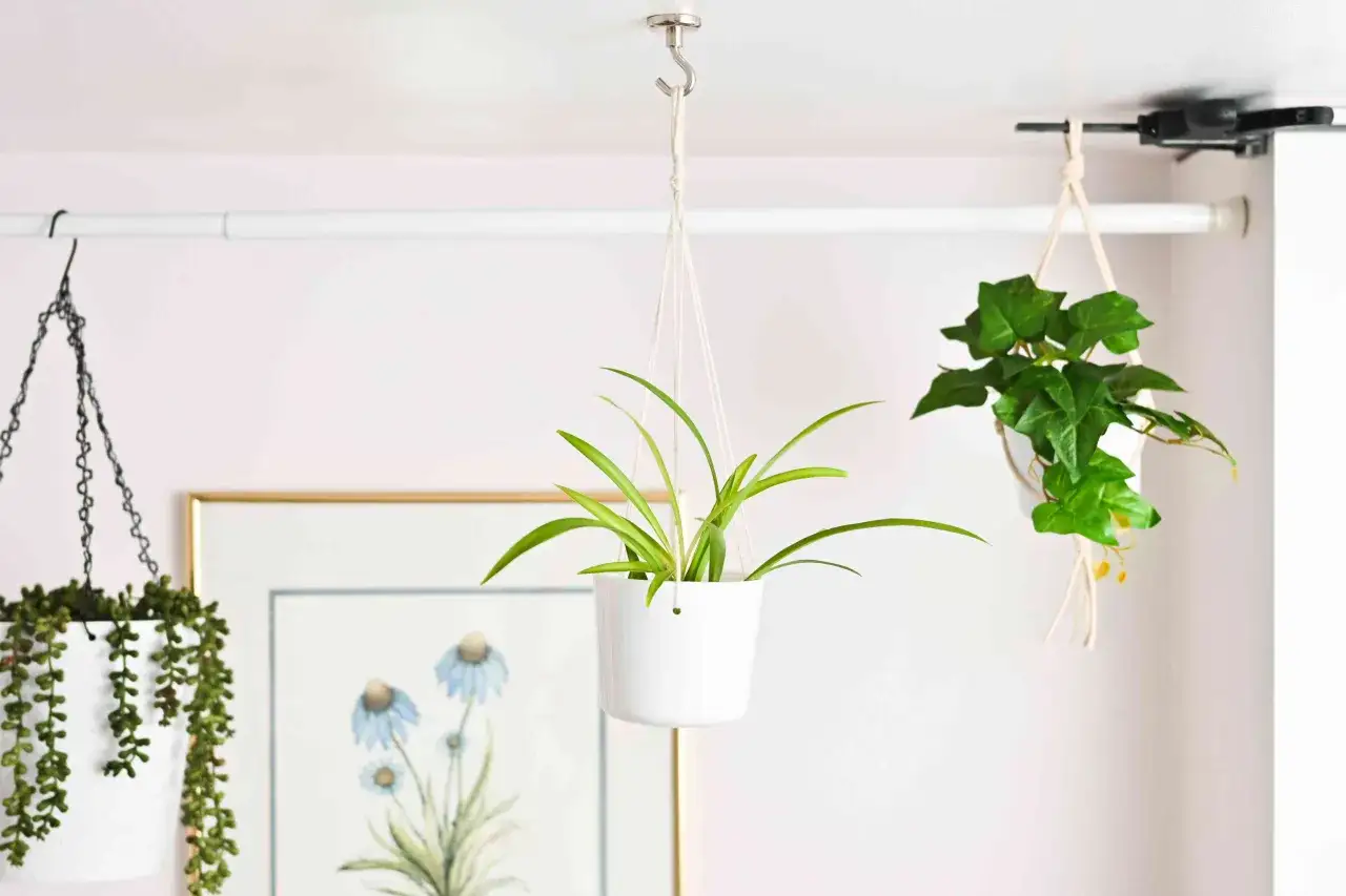 Learn how to hang plants from ceiling with these examples: a spider plant in a white pot, ivy in a macrame hanger, and a trailing succulent.