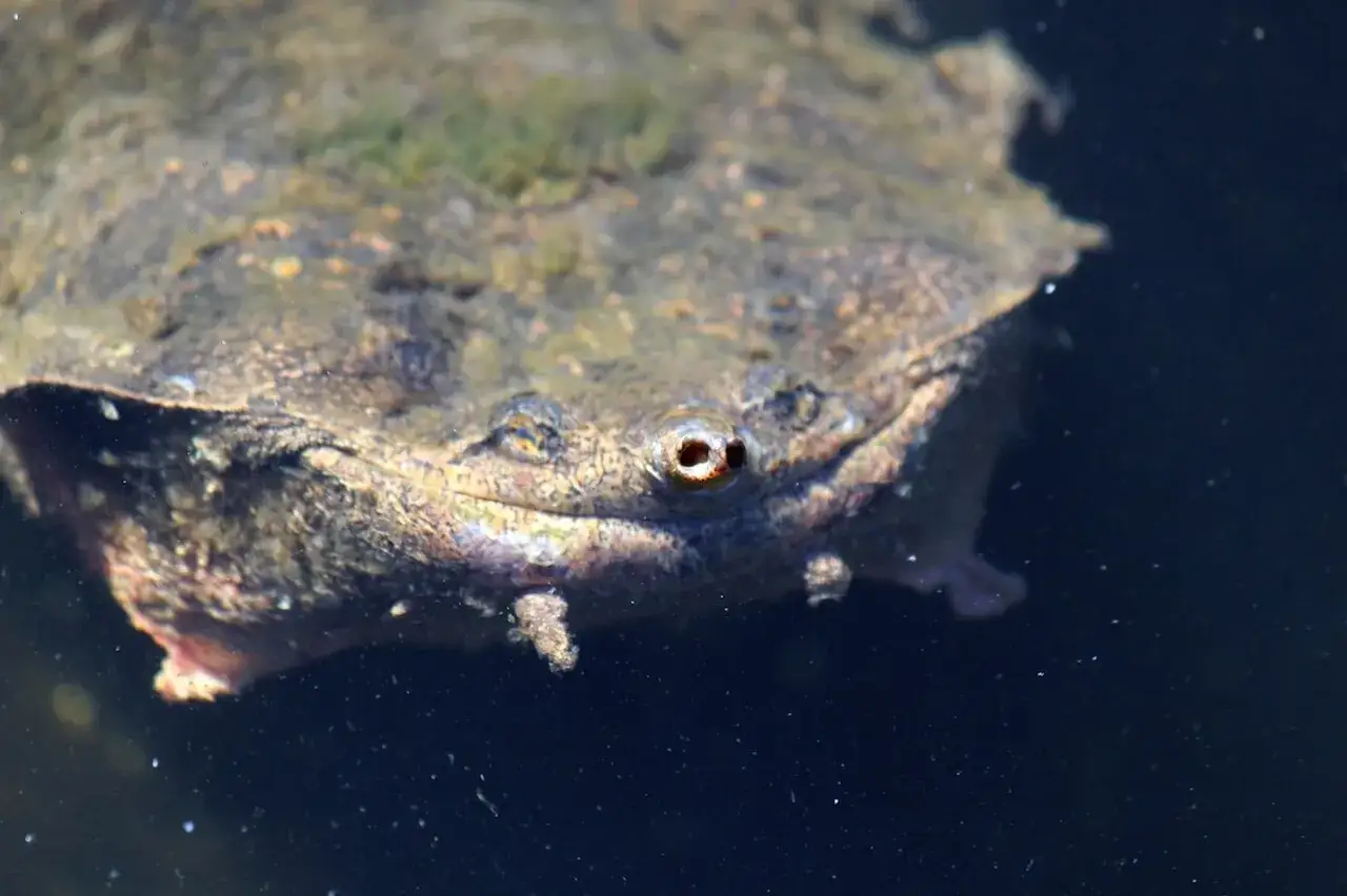 Ojo de tortuga mata mata, camuflada en el agua oscura.