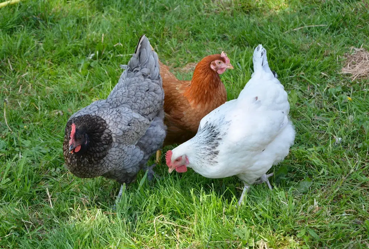 Tres gallinas, una gris, una marr&oacute;n y una blanca, picotean hierba fresca. Una linda cria de gallinas disfrutando del d&iacute;a.