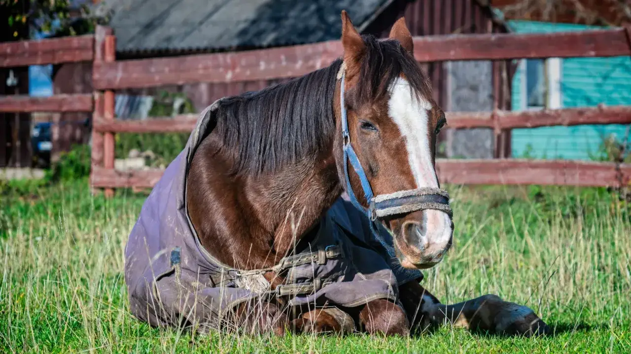 Un vieux cheval maigre, couvert d'une couverture, se repose dans l'herbe. Son alimentation est une préoccupation.